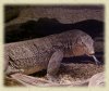 water-monitor-2.jpg