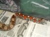 boa constrictor2.JPG