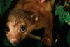 kinkajou[3].jpg
