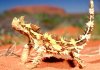 Moloch horridus Thorny Devil Precioso.jpg