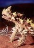 Moloch horridus Thorny Devil Precioso 2.jpg