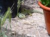 Lacerta schreiberi2_2.JPG