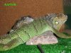 IGUANAS9.JPG