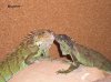 IGUANAS7.JPG