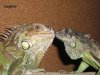 IGUANAS 51.JPG