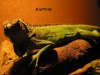 IGUANA 1.JPG