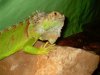 iguana3.JPG