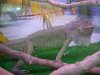 mi iguana 2.JPG