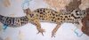 gecko hembra 3.JPG