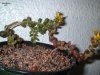 tn_Sedum rubrotinctum.JPG