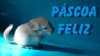 Pascoa.jpg