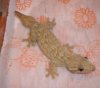 geckos (2).JPG