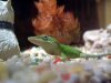 Anolis2.JPG