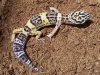 gecko a.jpg