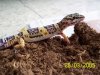 geckofa1.jpg