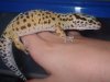 gecko hembra.JPG