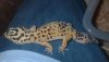gecko hembra 2.JPG
