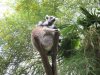 lemur lizardman.jpg
