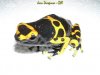 Dendrobates leucomelas, Estado Bolivar, Venezuela 2.JPG