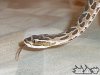 Bothrops alternatus. 06-06-04 (4).JPG