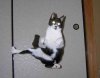 karate_kat.jpg