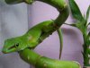 Phelsuma.JPG