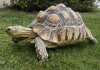 Tortoise_KezumeHyoumon[1].jpg
