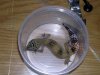gecko.jpg