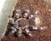 geniculata.JPG