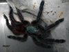 Avicularia versicolor.JPG