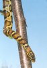 j_corn02-Jungle_Corn_Snake-mix-by_John_White.jpg