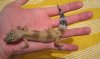gecko.JPG