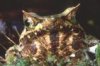 megophrys.jpg
