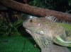 iguana12.jpg