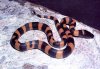 Bothrochilus_boa.jpg