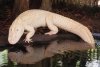 aligator albino.jpg