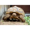 Tortuga Sulcata.jpg