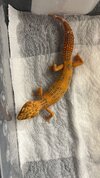 Tangerine tremper .jpg