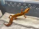 Tangerine tremper 1.jpg