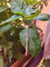IMG_20260608_135425.jpg