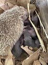 IMG_3151.jpeg