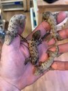 leachis.jpg