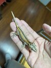 IMG_2405.jpeg