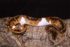 PIEBALD%20SUBADULT%20M%202.jpg