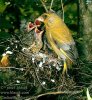 carduelis_chloris_4285.jpg
