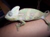 Camaleon 008.jpg