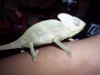 Camaleon 009.jpg