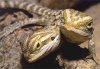 Pogona_vitticeps.jpg