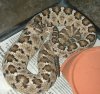 crotalus enyo.jpg