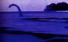 Cripto_Nessie_03_ok[1].jpg